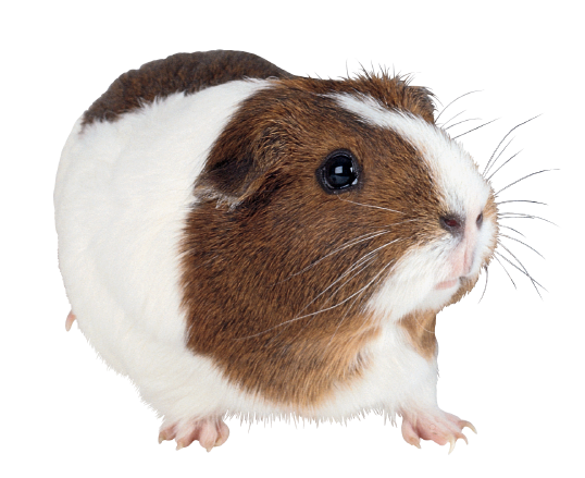 Brown and White Guinea Pig